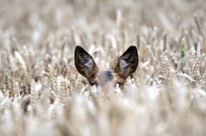 Deer in grain field, close-up, Capreolus capreolus Deer in grain field, close-up, Capreolus capreolus