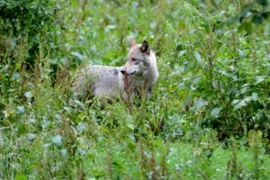 Wolf, Canis lupus, forest,  thicket, 