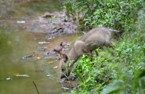 Wolf, Canis lupus, young animal, watering place, drink, 