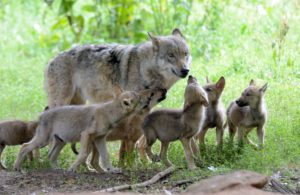 Wolves, Canis lupus, female wolf, young animals, 