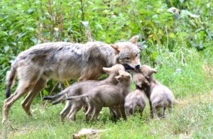 Wolves, Canis lupus, female wolf, young animals, 