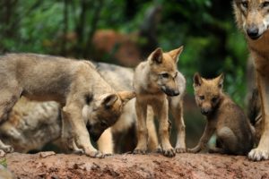 Wolves, Canis lupus, female wolf, young animals, 