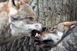 Wolves, Canis lupus, snarl, teeth,threatening gesture, 