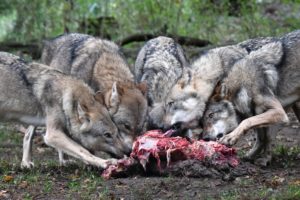 Wolves, Canis lupus, pack, prey, eat, 