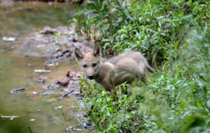 Young wolf on the brook shore, Canis lupus