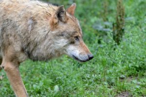 Wolf in a meadow, Canis lupus