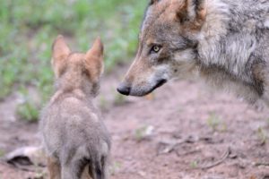 Wolf with young animal, Canis lupus