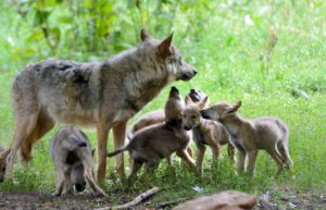 Wolf with young animals, Canis lupus