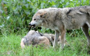 Wolves in a meadow, Canis lupus