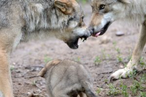 Wolves with young animal, Canis lupus