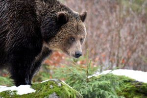 Forest, brown bear, snow, Forest, brown bear, snow,