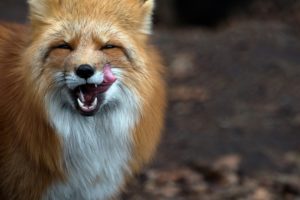 Red fox Red fox