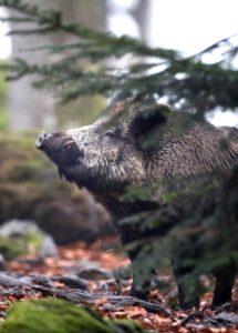 Wild boars in autumn Wild boars in autumn