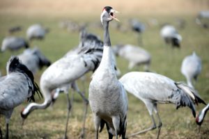Cranes Cranes