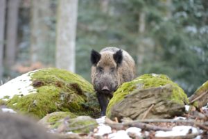 Wild boars Wild boars