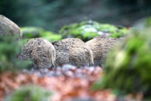 Wild boar, Sus scrofa scrofa, forest Wild boar, Sus scrofa scrofa, forest