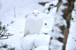 Snowy owl in winter Snowy owl in winter