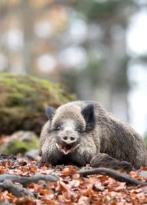 Boar in autumn Boar in autumn