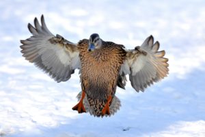Mallard Mallard