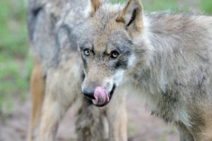 wolves wolves