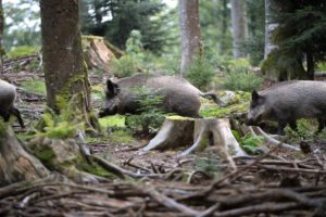 wild boars wild boars