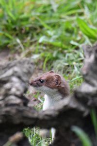 Ermine, Big Weasel Ermine, Big Weasel