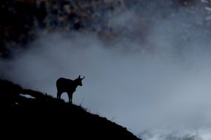 Chamois in winter, silhouette Chamois in winter, silhouette