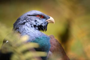 Capercaillie, portrait Capercaillie, portrait