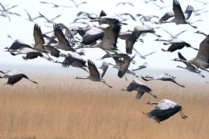 Cranes in flight Cranes in flight