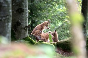 Lynx with young in the forest Lynx with young in the forest