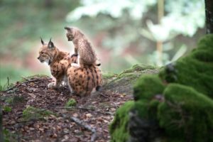Lynx with young in the forest Lynx with young in the forest