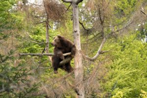Brown bear in the spring Brown bear in the spring