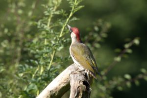Green woodpecker Green woodpecker