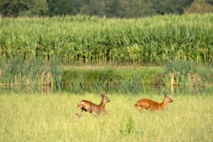 Roe deer Roe deer
