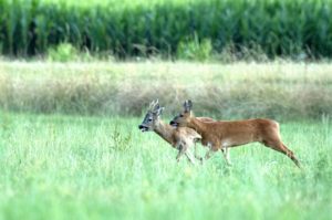 Roe deer Roe deer