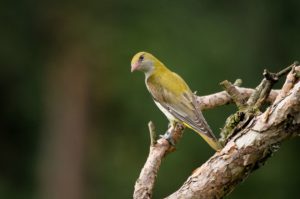 oriole oriole