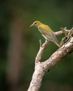 oriole oriole