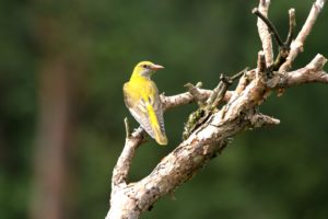 oriole oriole