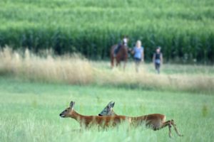 Roe deer Roe deer