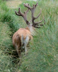 Capital red deer in the bast Capital red deer in the bast