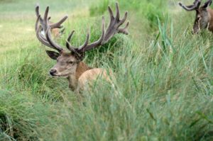 Capital red deer in the bast Capital red deer in the bast