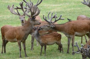 Capital red deer in the bast Capital red deer in the bast