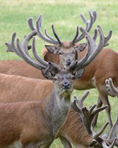 Capital red deer in the bast Capital red deer in the bast