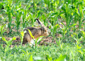Hare, brown hare Hare, brown hare