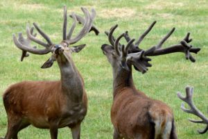 Capital red deer in the bast Capital red deer in the bast