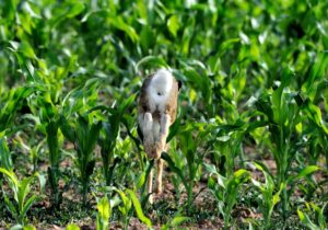 Hare, brown hare Hare, brown hare