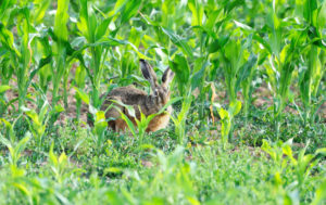 Hare, brown hare Hare, brown hare
