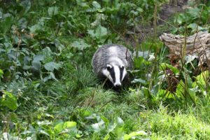 Badger Badger