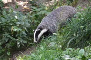 Badger Badger