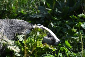 Badger Badger